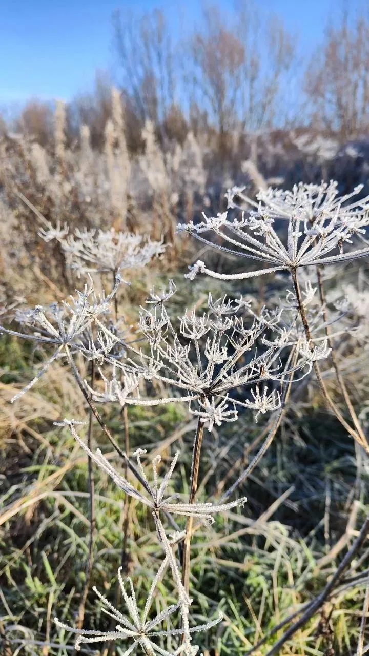 🥶 Вот и лето прошло — первые заморозки в Нижегородской области