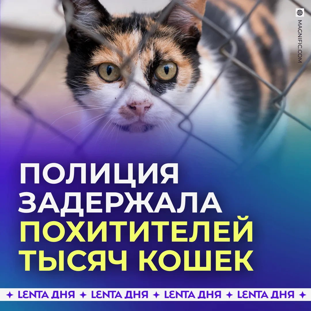 🤬 Банда похитила 2,7 тысячи домашних кошек ради продажи на мясо.
