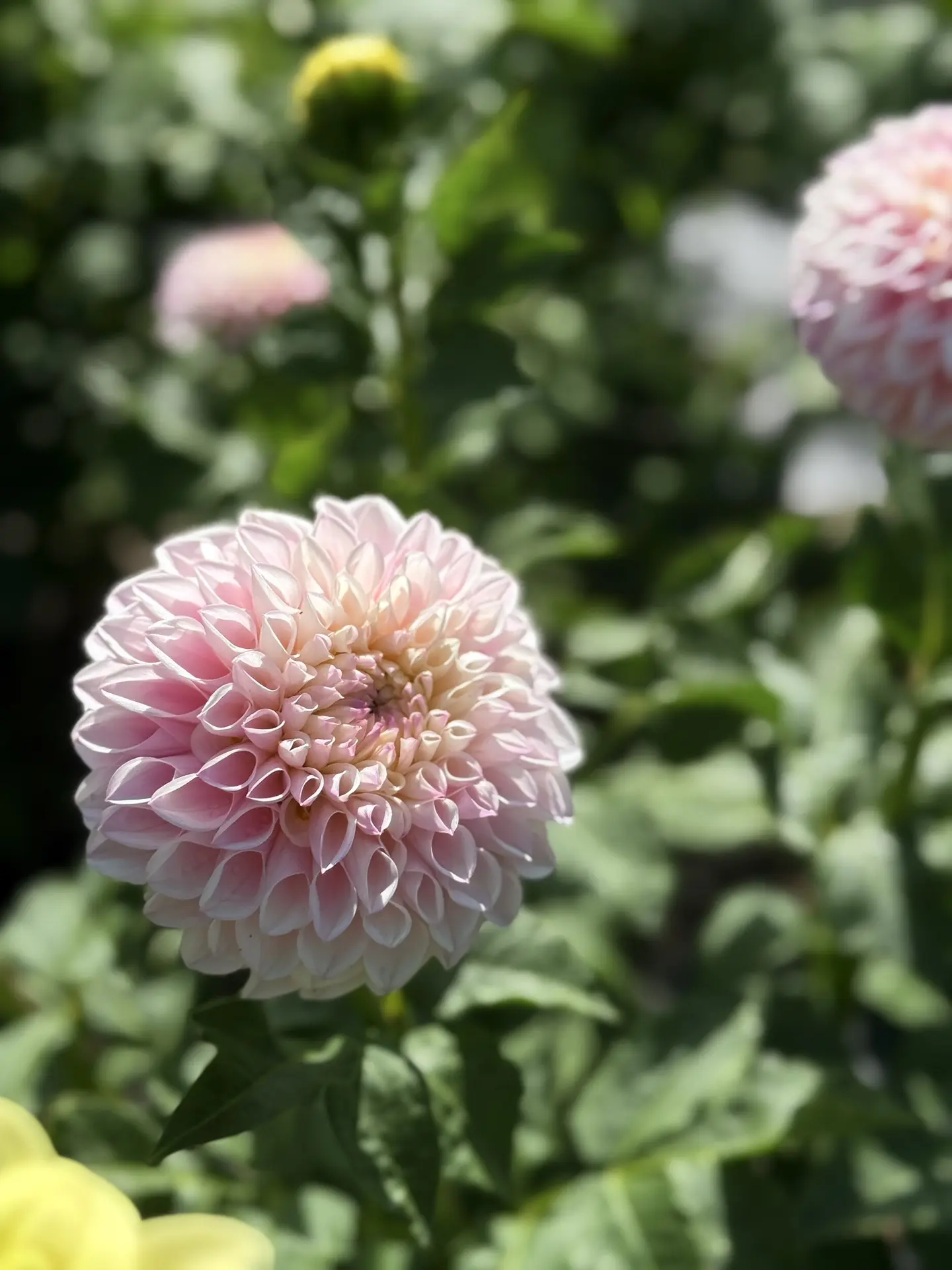 Георгин «Пинк Перл» (Dahlia Pink Pearl)