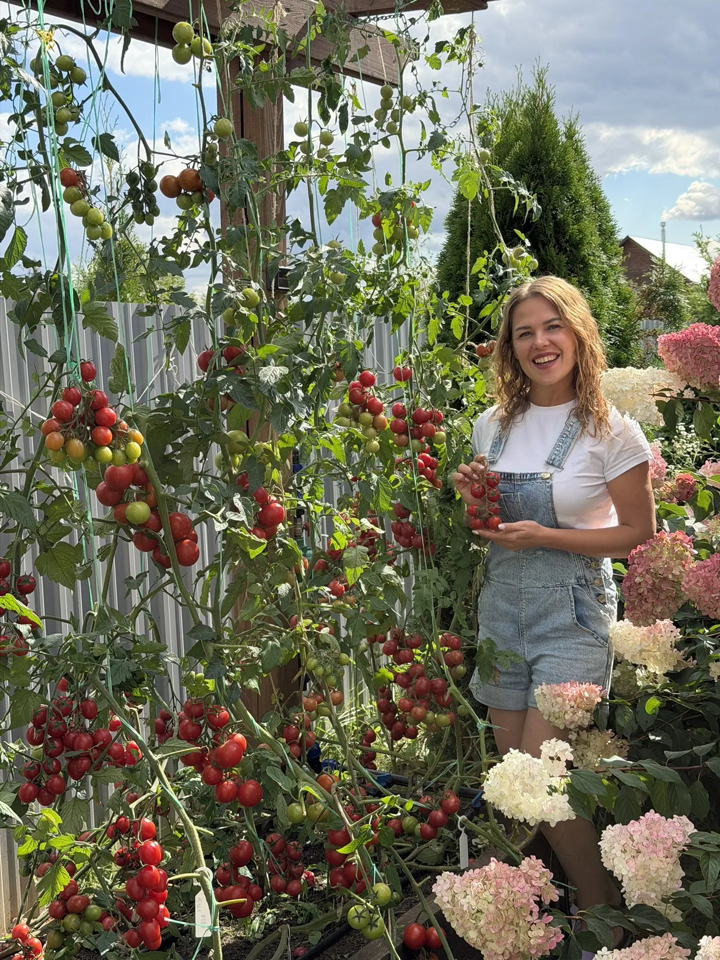 Тем временем я проредила листву и пергола заиграла ярче прежнего