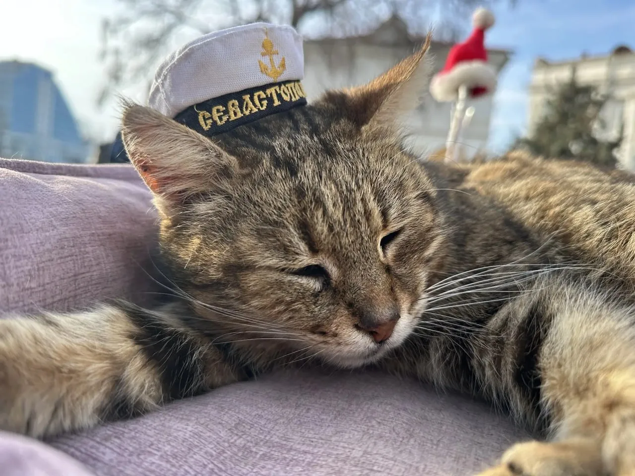 🐾 Доброе утро от севастопольского котика!  Пусть день будет таким же тёплым, спокойным и уютным, как