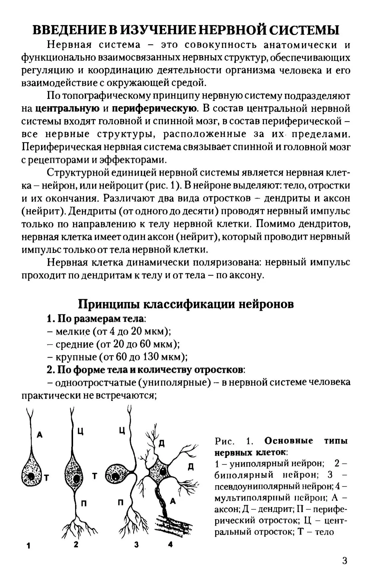 Нервная система (основы)