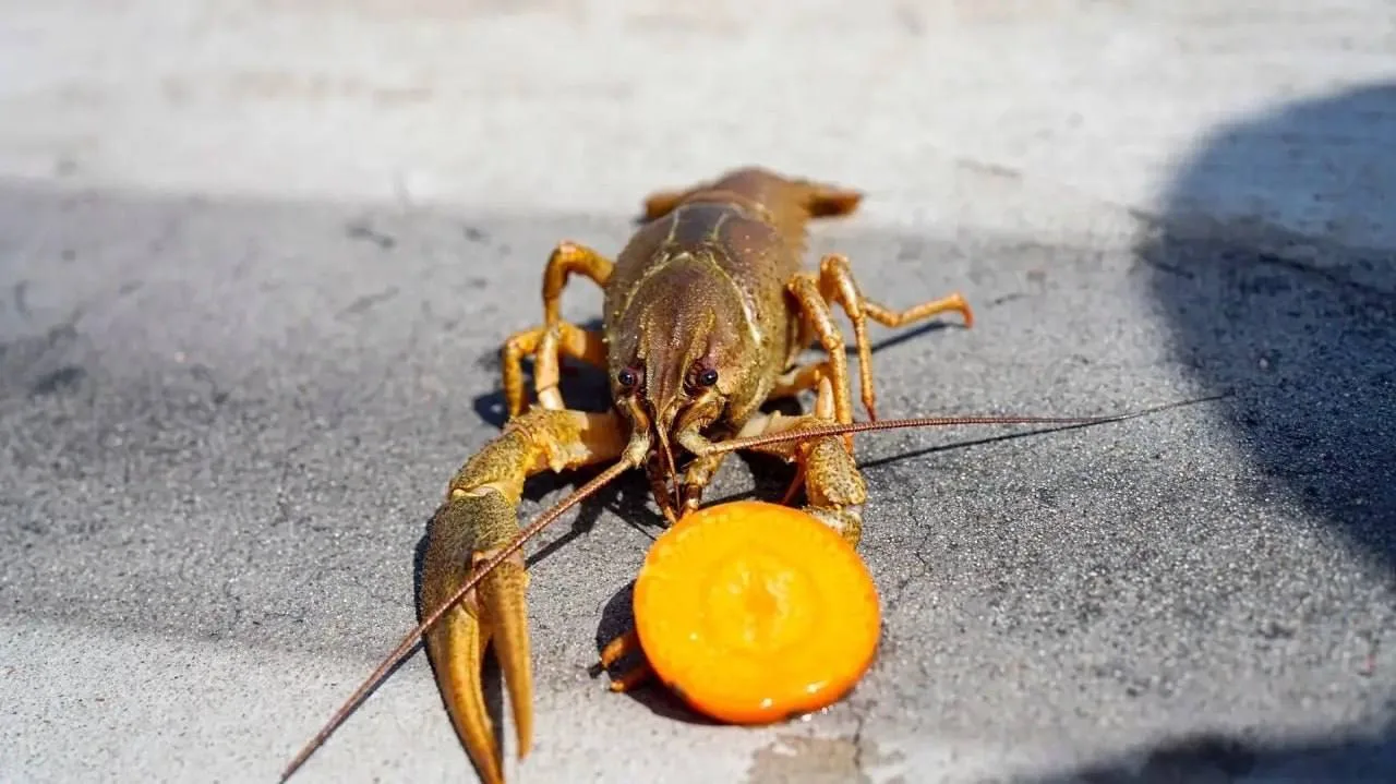 🦞 На Нижегородской станции аэрации качество очистки воды контролируют не только в лабо...