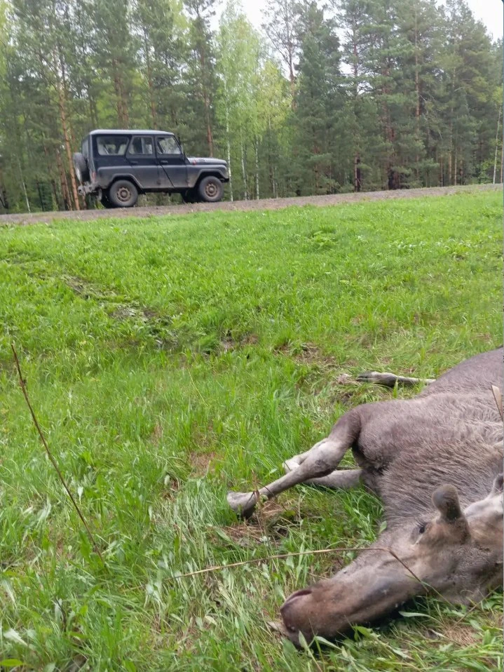 ❗ В Томской области за два месяца в ДТП погибли 19 диких животных