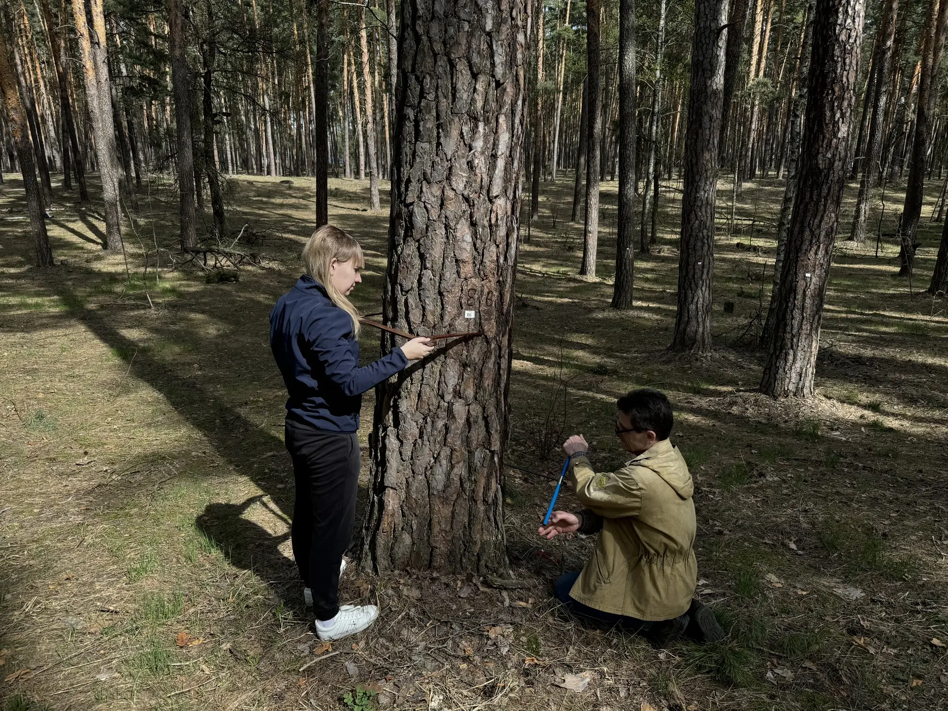 🌲 Сосна и дуб против засухи: учёные ВГЛТУ выяснили, какие деревья лучше перенесут изме...