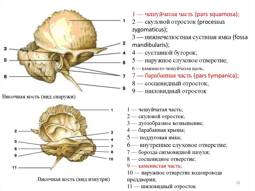 ⭐️ Височная кость