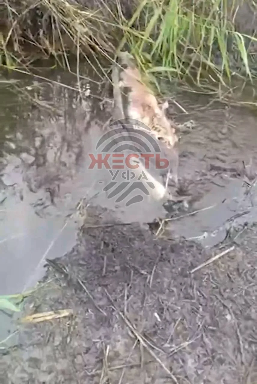 🐟 В пруду Никольское массово гибнет рыба