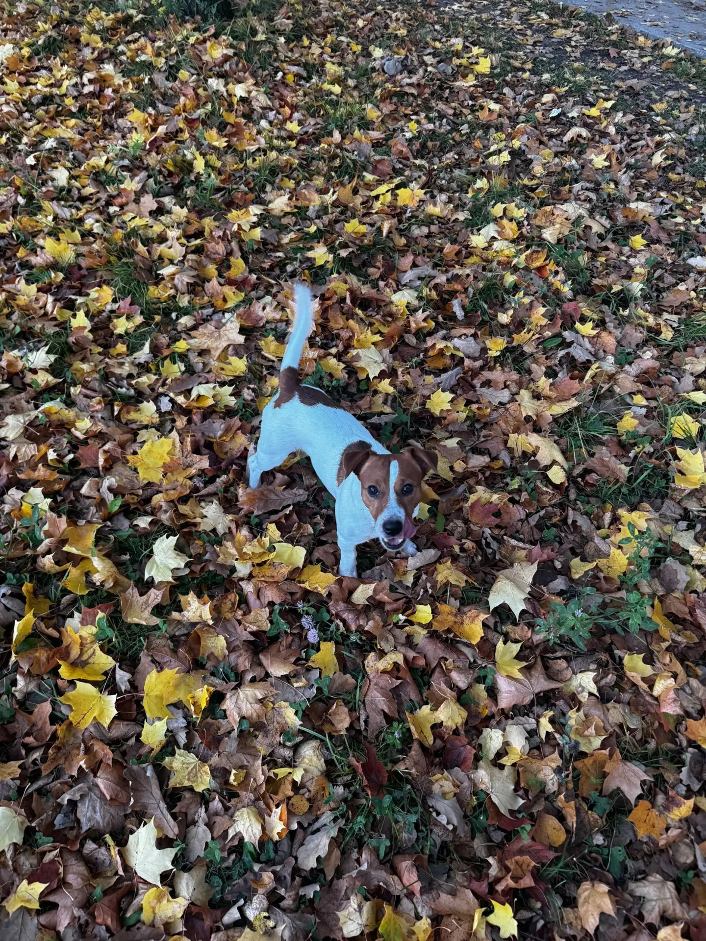 Потеряшка дома,всем спасибо