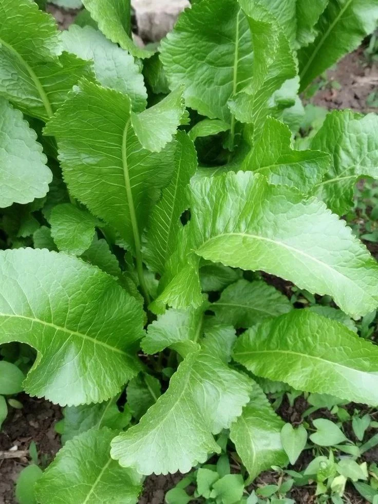 🌿 Чем полезен хрен на участке