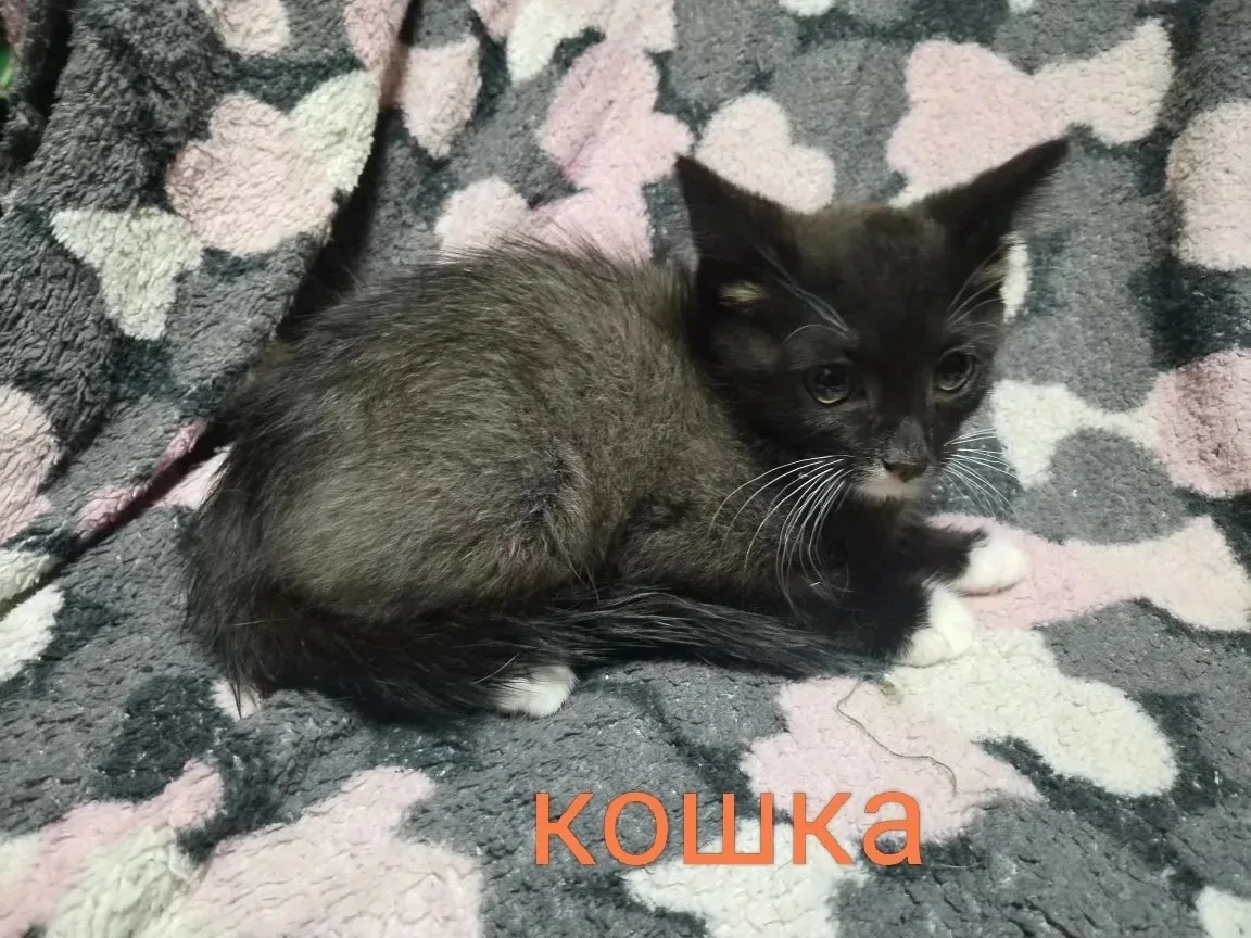 🐈 Котята в поисках дома, примерный возраст 1-2 месяца
😻 Адекватные, ручные
✅ Кастрированы
📥 Ходят