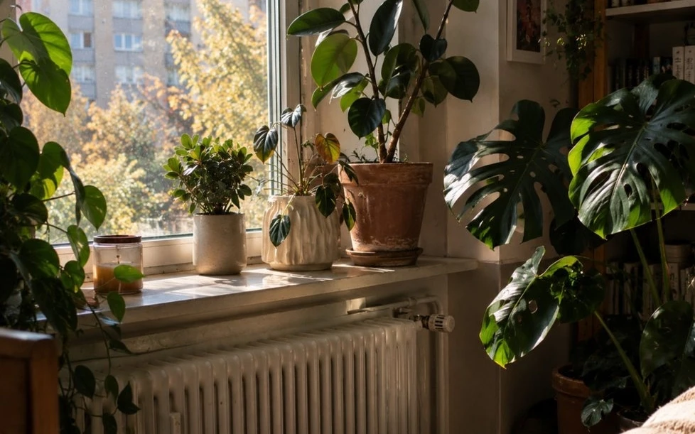 🌿 Как подготовить комнатные растения к короткому световому дню