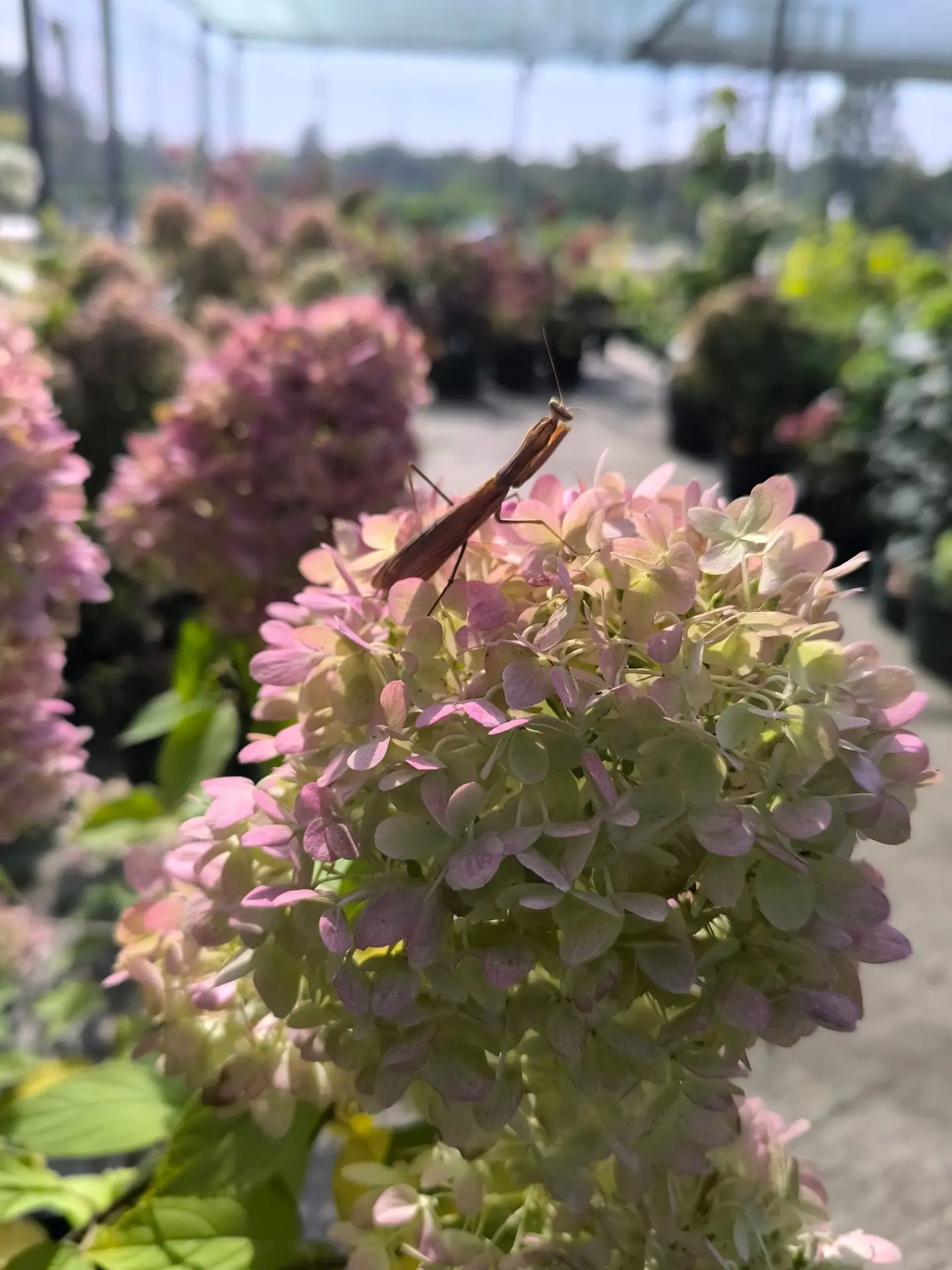 В нашем доме появился замечательный сосед 🤗🤗🤗🦗🦗