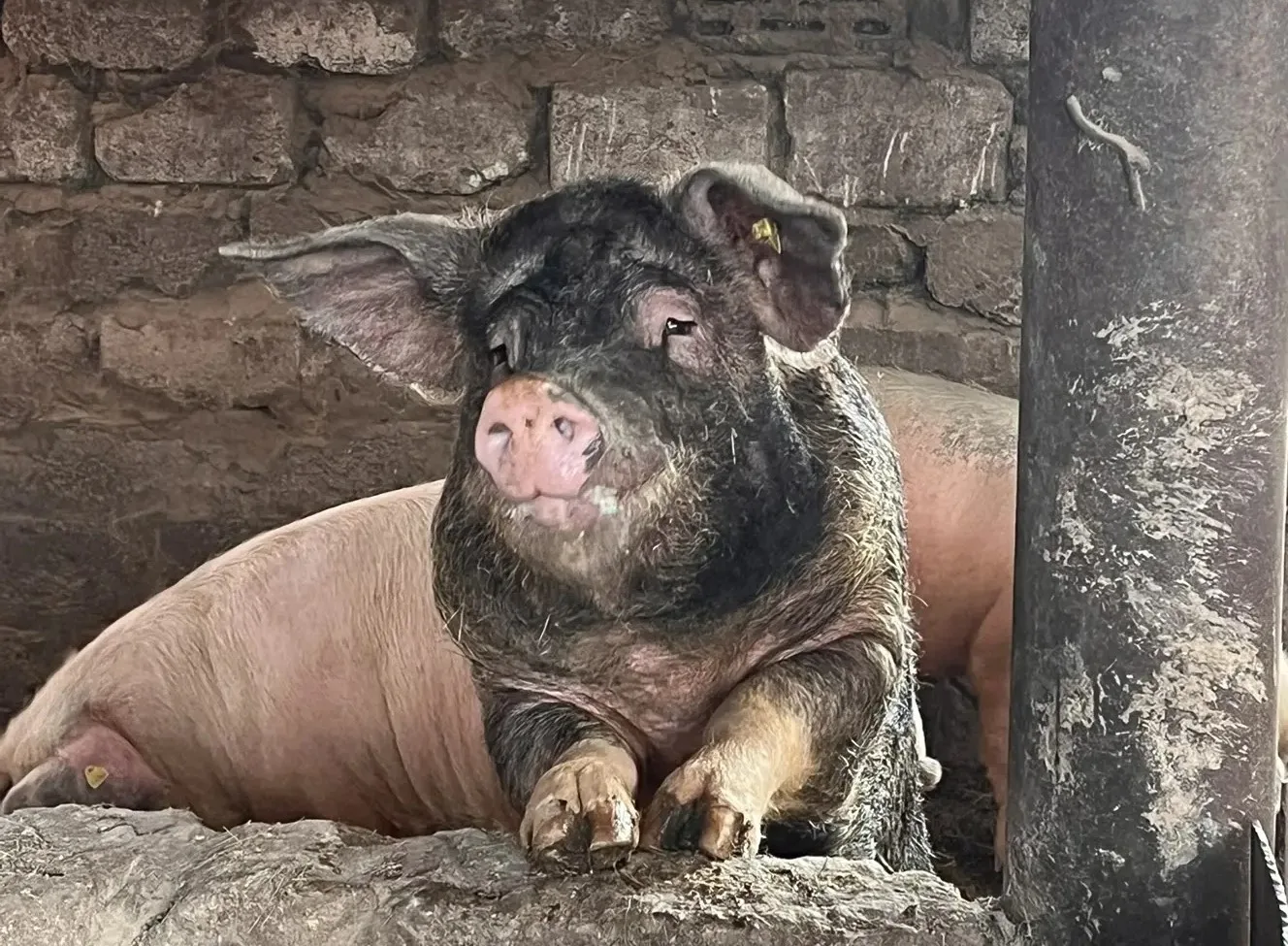 Классическая чума свиней

🐖Классическая чума свиней — вирусная болезнь свиней, характеризующаяся ли