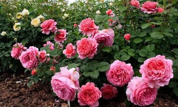 Работа с розами в августе . 🌹🌹🌹