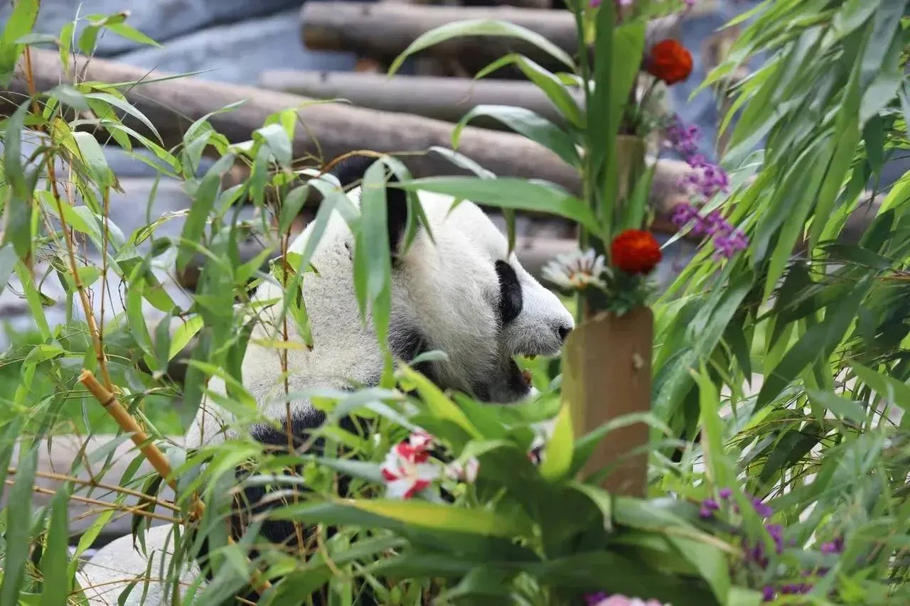 Неделя панд пройдет в Московском зоопарке с 25 июля по 2 августа 🐼 

Неделя откроется красочным фес