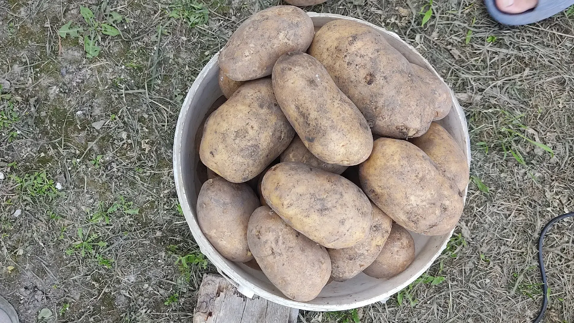 Продам домашний картофель! Лимонка и круглый. По 60₽/кг. Луганск, Комарова 15. +7959196...
