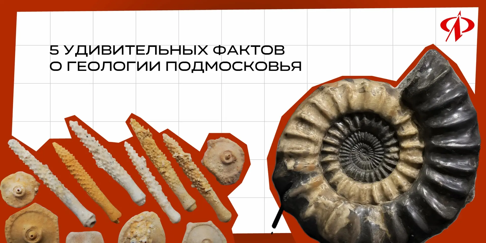 🌎 5 удивительных фактов о геологии Подмосковья 

Территория Подмосковья хранит историю многих милли
