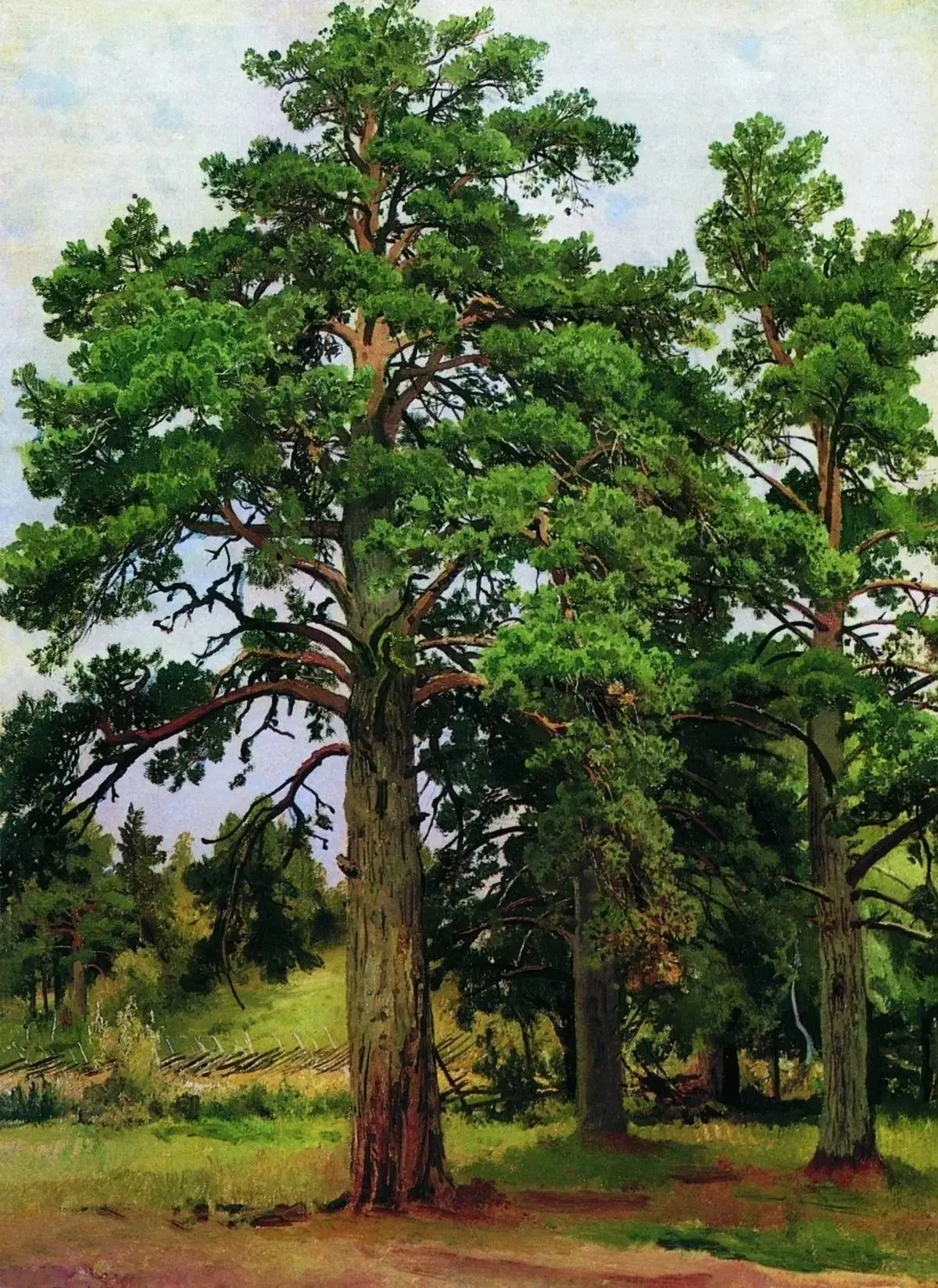 "Сосна без солнца. Мери-Хови по Финляндской железной дороге", 1890 г.