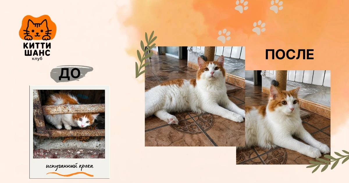 🐾 Бублик