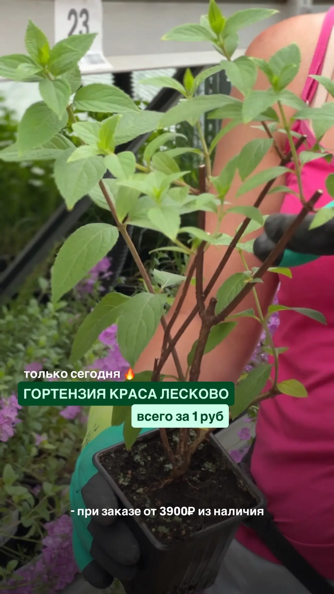 Шикарный подарок к заказу 🎁

Только сегодня ‼️ Легендарная метельчатая гортензия Краса Лесково авто
