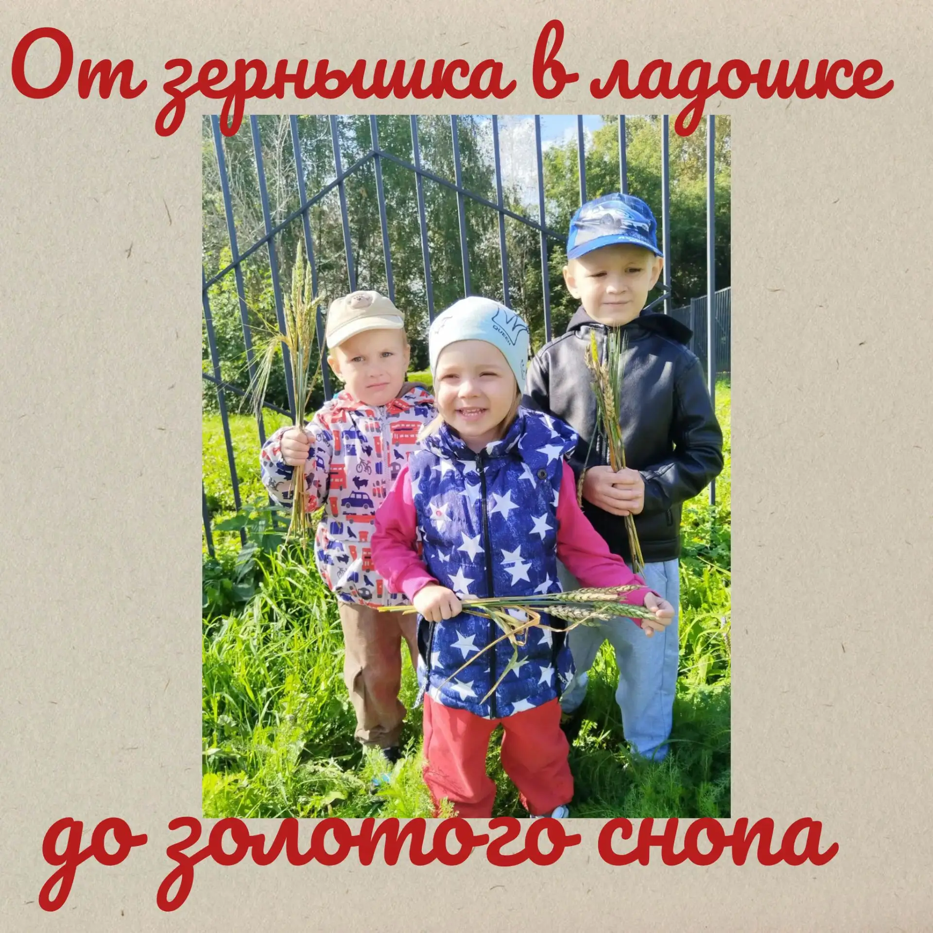 От зёрнышка в ладошке до золотого снопа: наш урожай