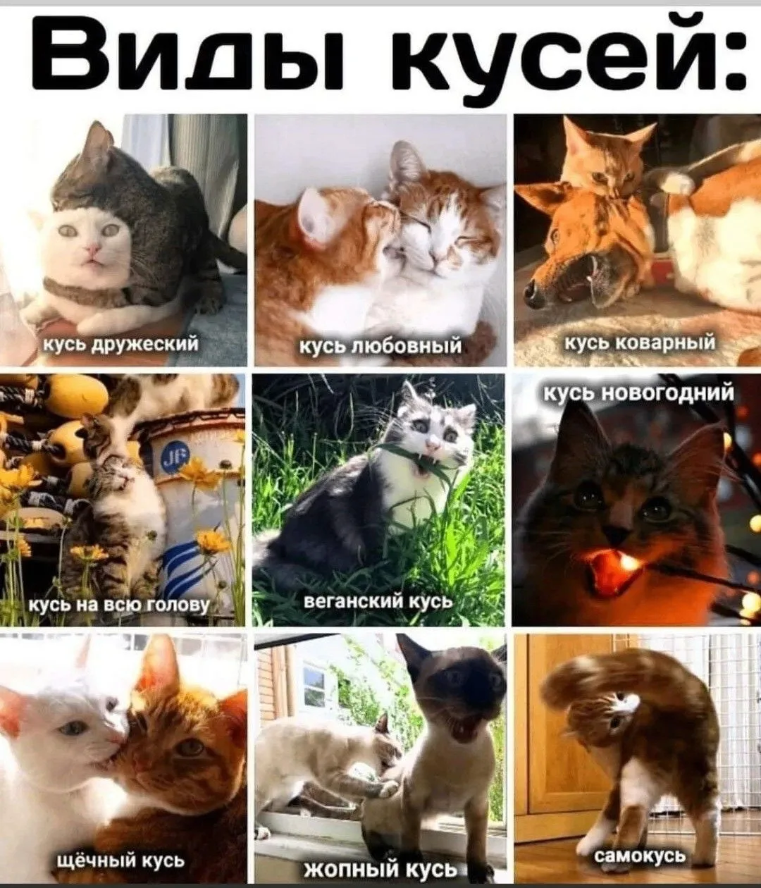 Смешные котики