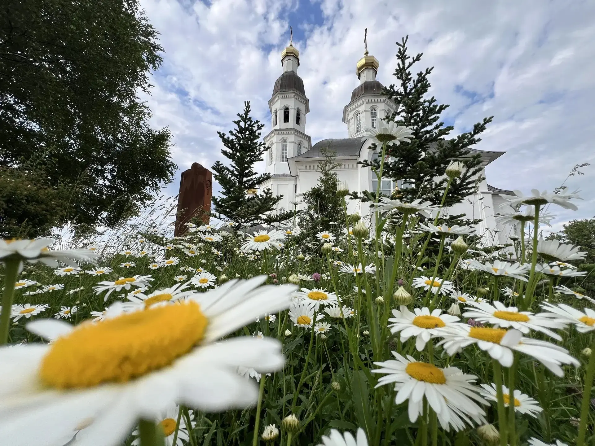 🌼 А вы знали, что сегодня День ромашки?