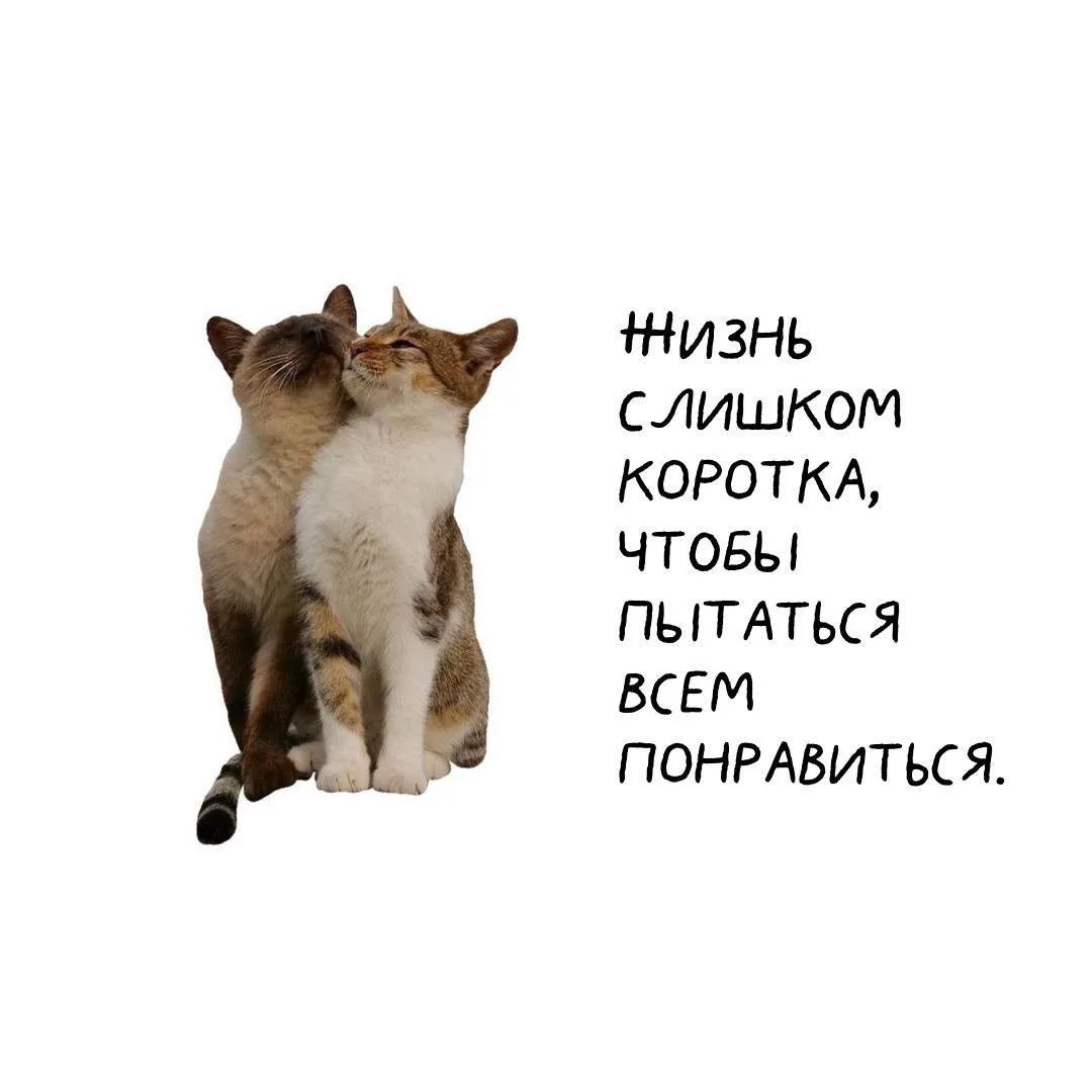 Котики пришли, чтобы напомнить о важном 🪷  👉 Сатья Дас 👉 Канал в Telegram