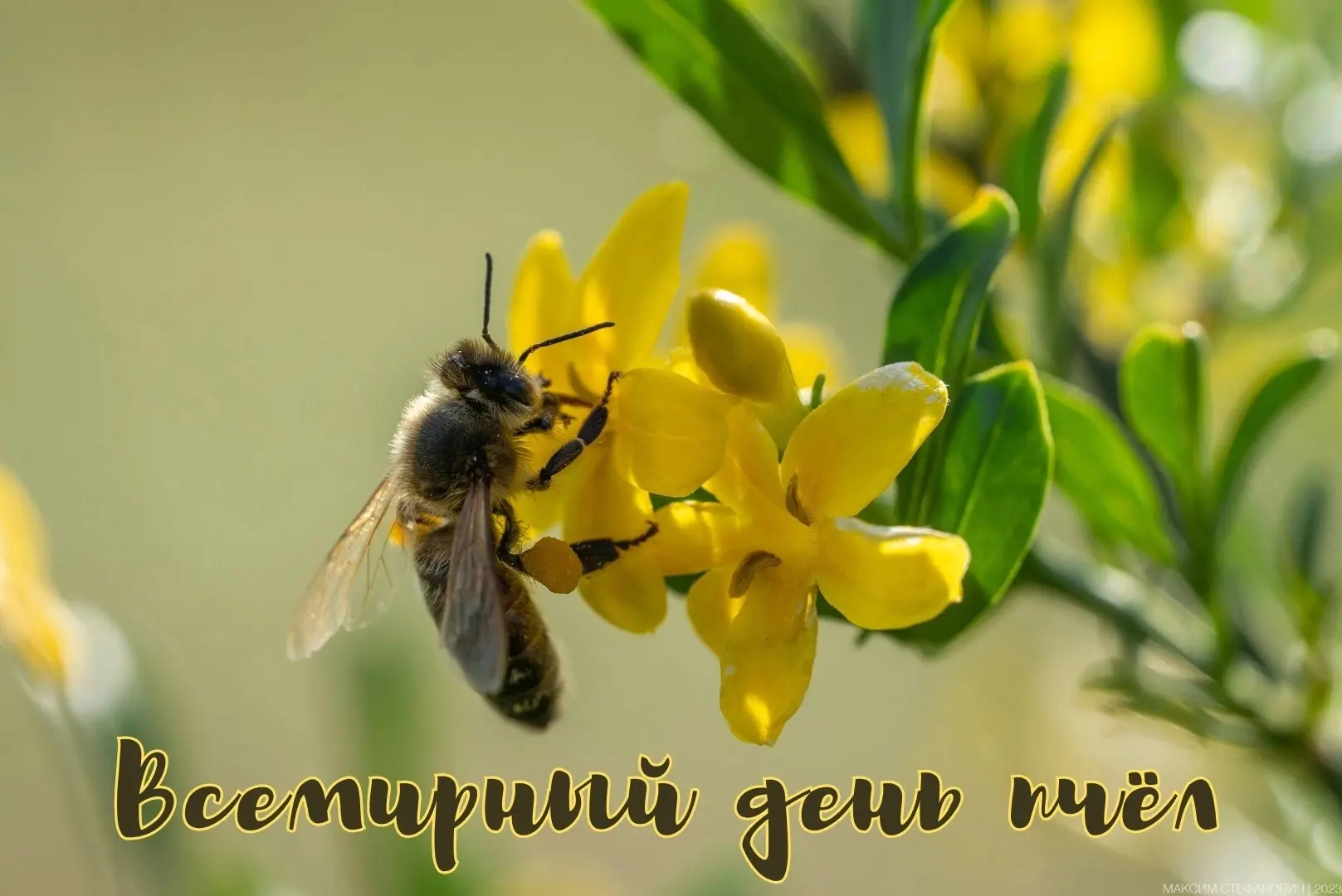 🐝 20 МАЯ - ВСЕМИРНЫЙ ДЕНЬ ПЧЁЛ.