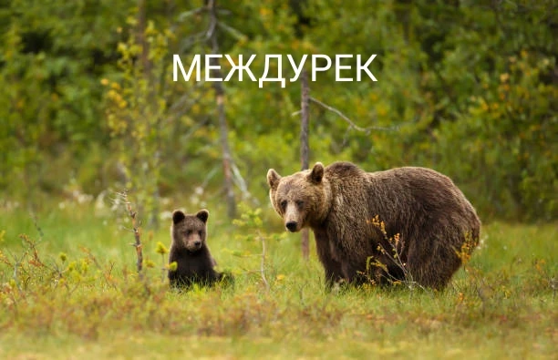 ‼️В Кузбассе официально разрешили отстрел медведей — соответствующее решение приняли по...