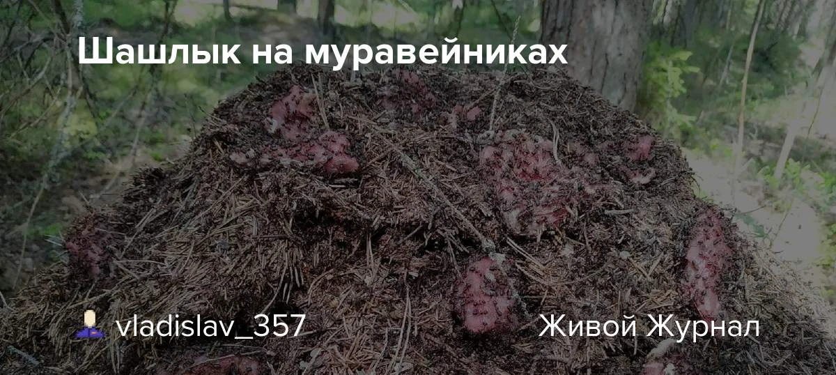 Шашлык на муравейниках