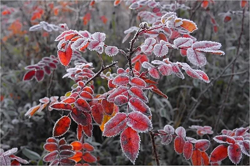 🥶 Первые морозы ждали Липецкую область уже этой ночью