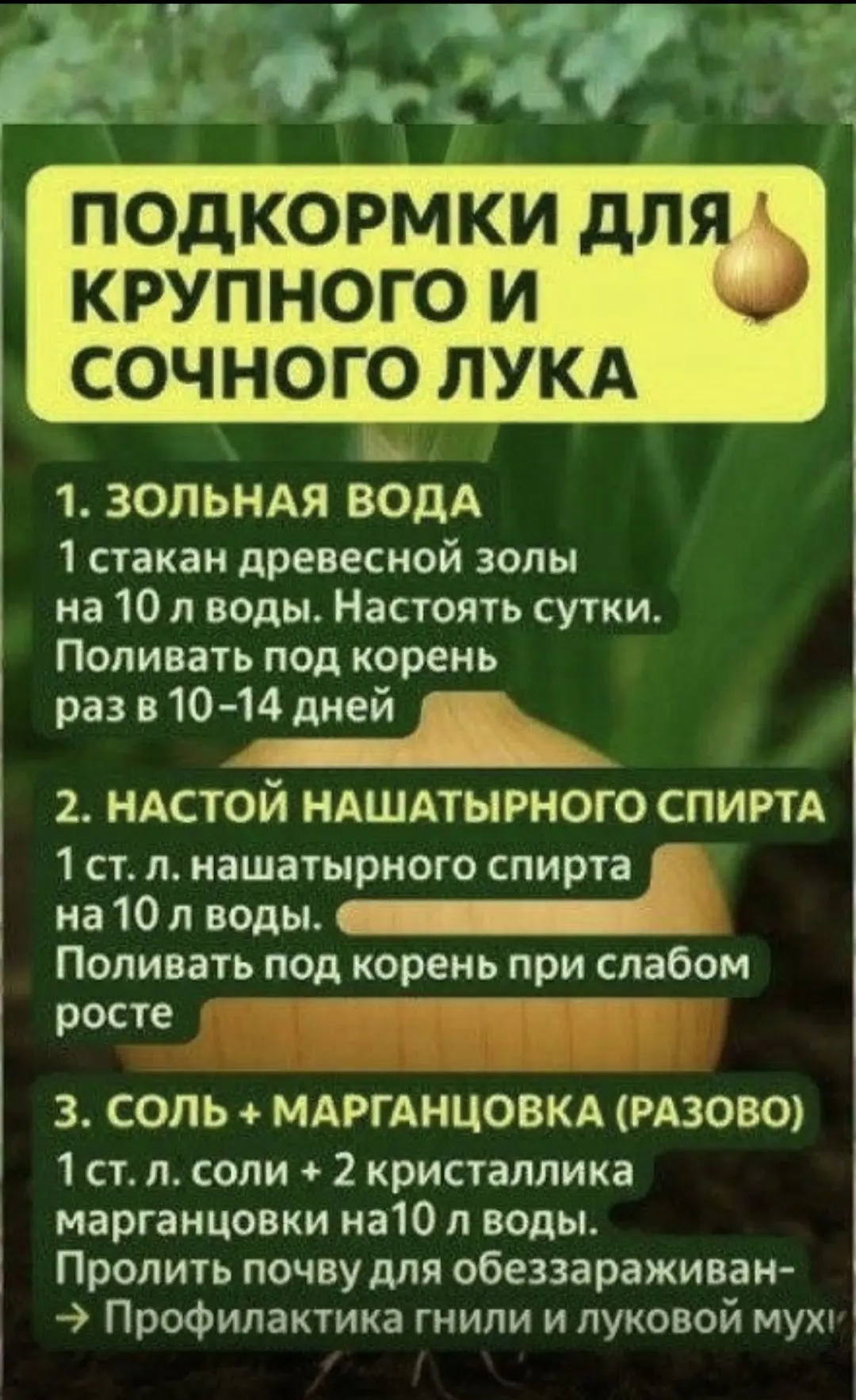 Подкормки для крупного и сочного лука