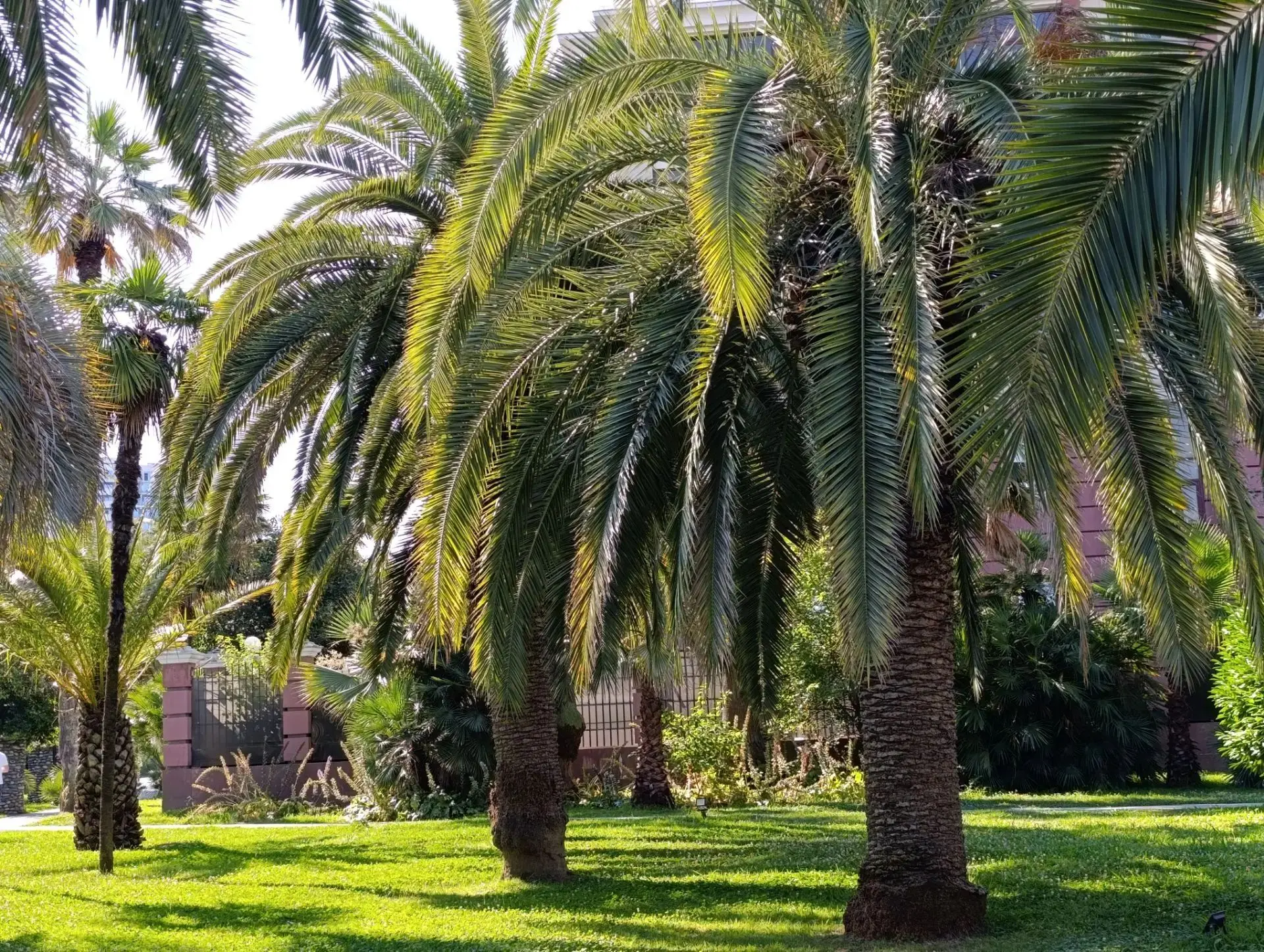 🌴 Доброе утро, дорогие сочинцы и гости курорта!
