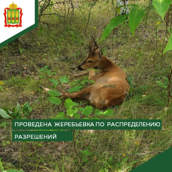 В Пензенской области прошла жеребьёвка по распределению разрешений на добычу косули сиб...