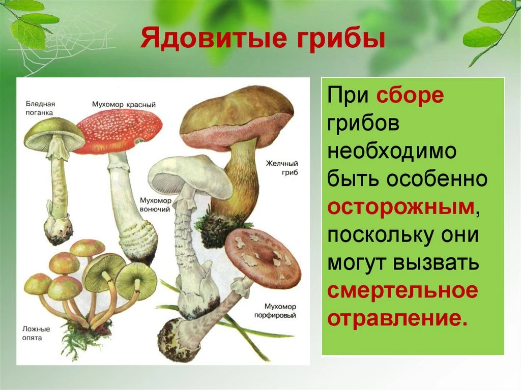 Грибы являются биологически сложным продуктом, способным аккумулировать токсичные вещества из окружа