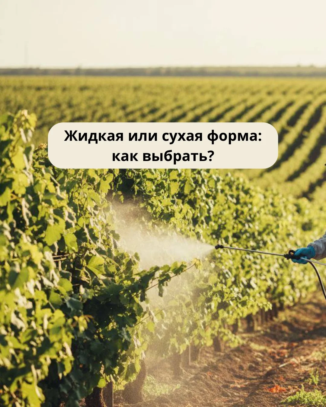 Вопрос, который часто задают перед закупкой: какую форму брать — жидкую или сухую?🤔