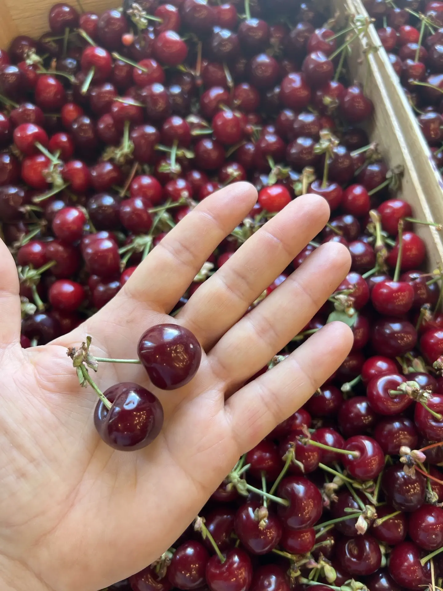 ВИШНЯ 🍒 местная крупная