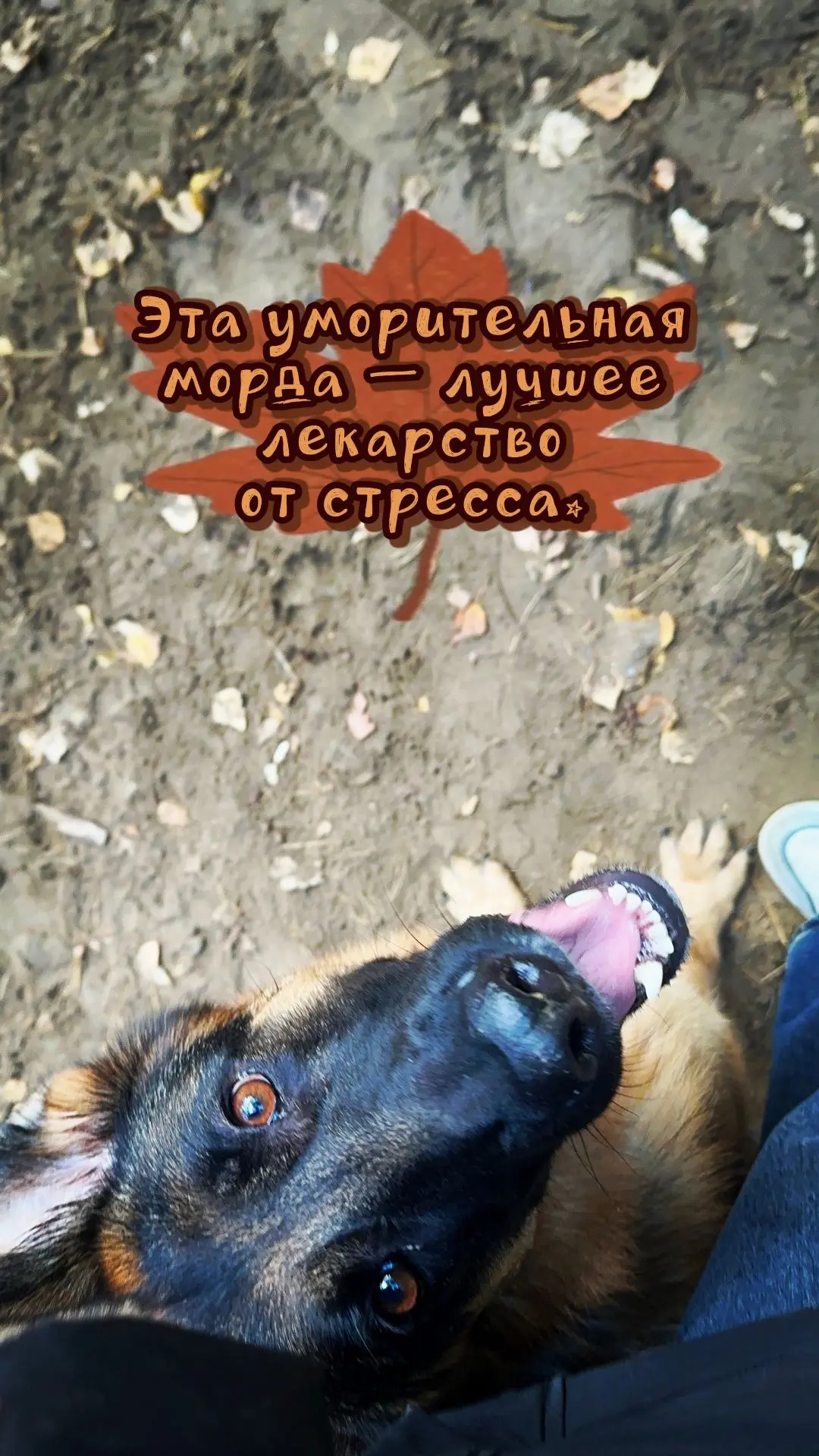 Прогулка по осеннему парку — отдельный вид медитации. 🍂