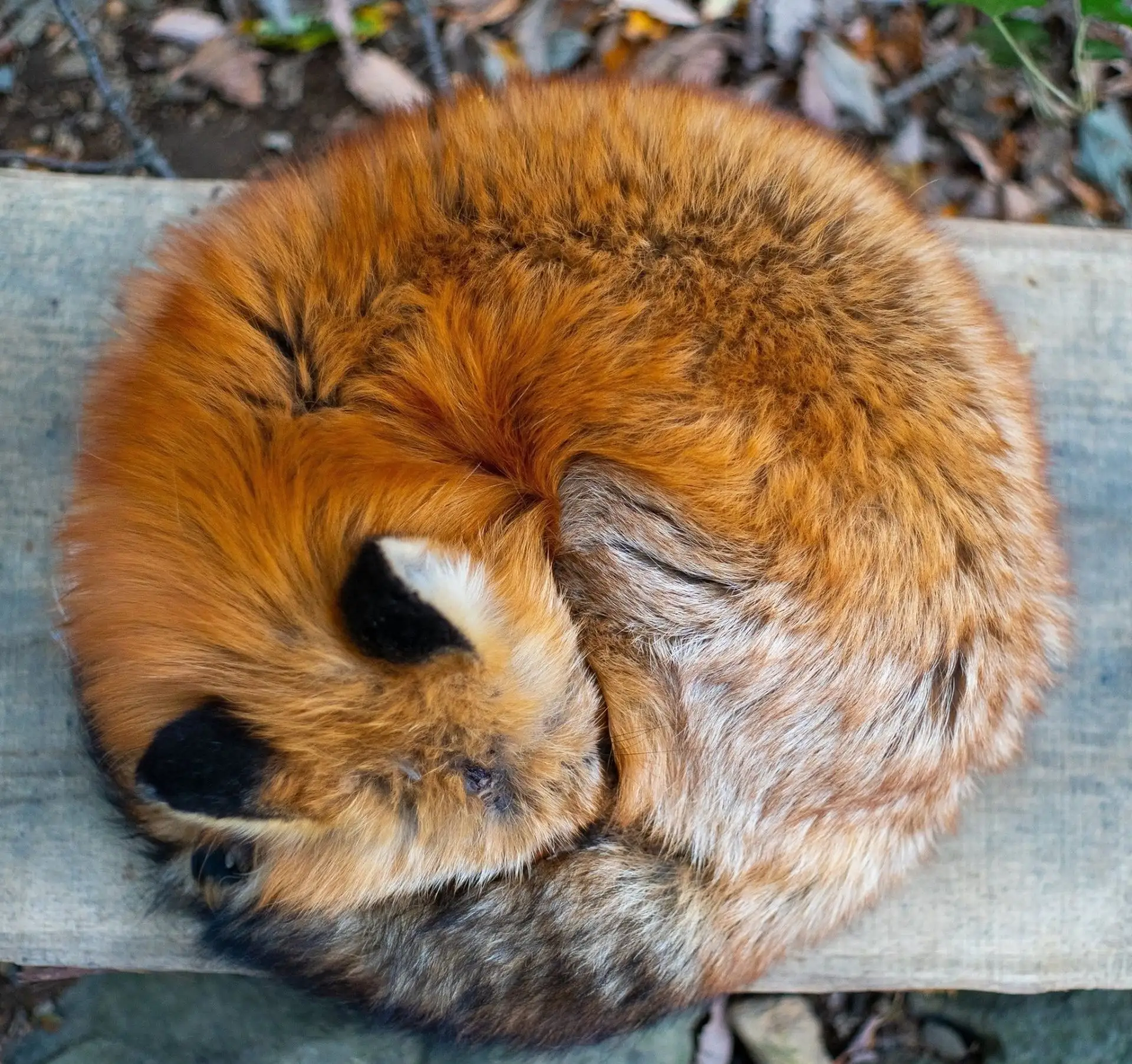 Вот такую радость мы встретили по пути на дюну Эфа (Куршская коса) 🦊 

Авторский блог pro калинингр