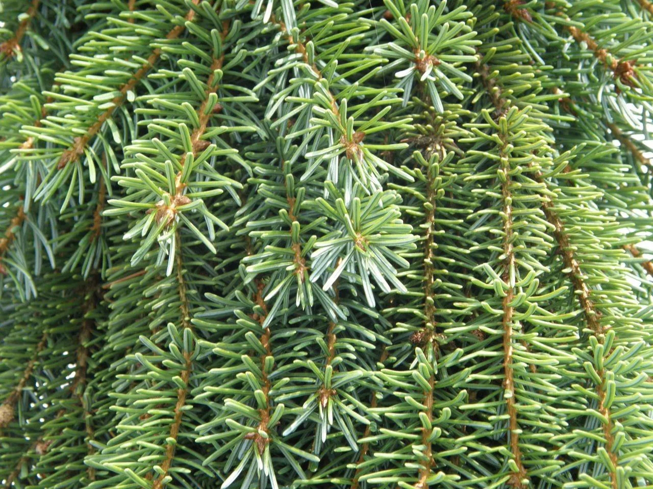 РАСТЕНИЕ ДНЯ

Picea omorika 'Pendula Bruns'
Ель сербская

Ленинградская область, Лужский район
Возра