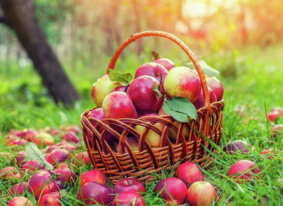 🍎Как сохранить урожай яблок на длительный срок?