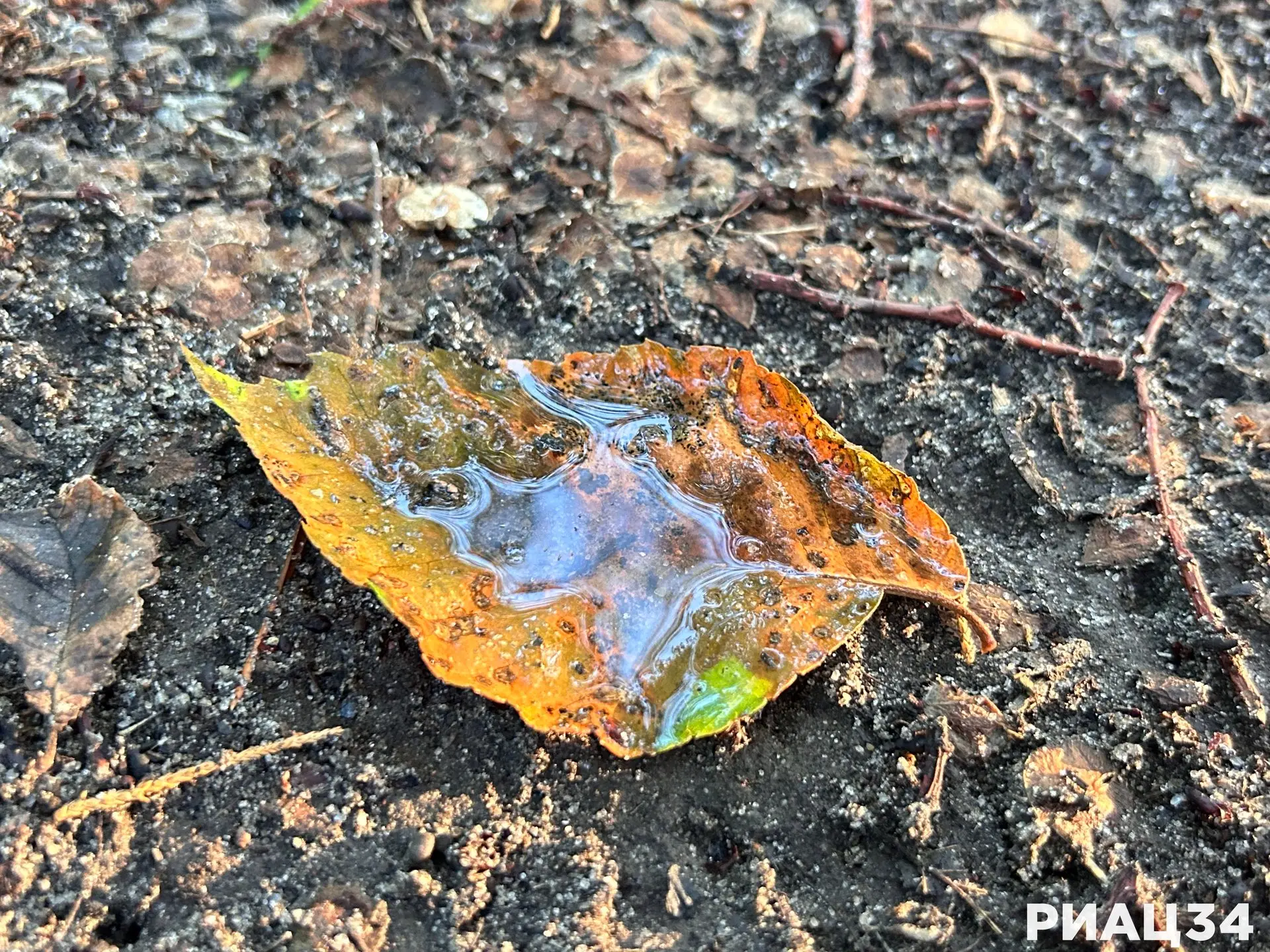 💧 После дождя…