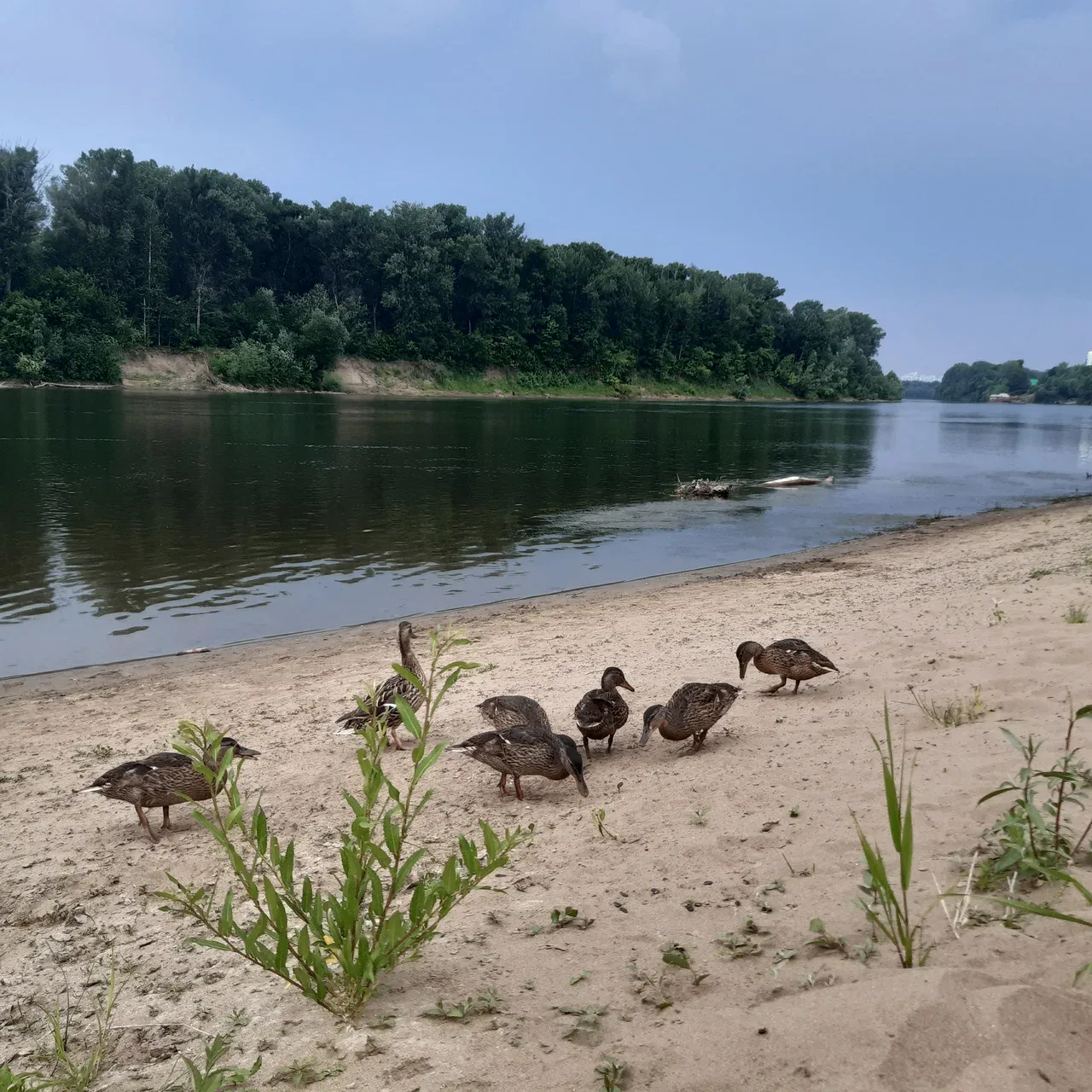 Только три пляжа в Уфе соответствуют санитарным правилам.

По данным регионального Роспотребнадзора 