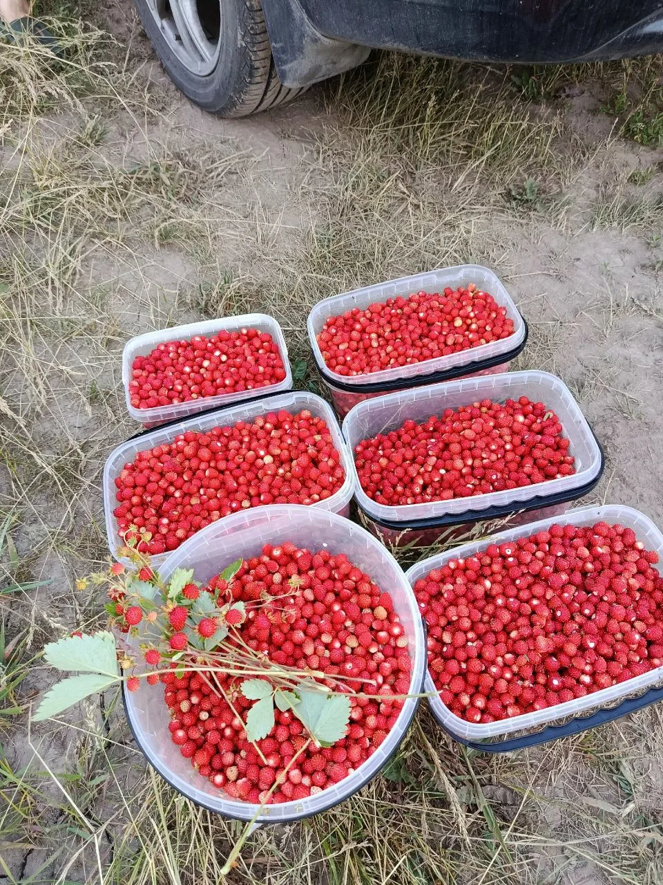 Продам землянику, 1 литр- 1000 р. в наличии 7 литров самовывоз г. Озёры 89801577533