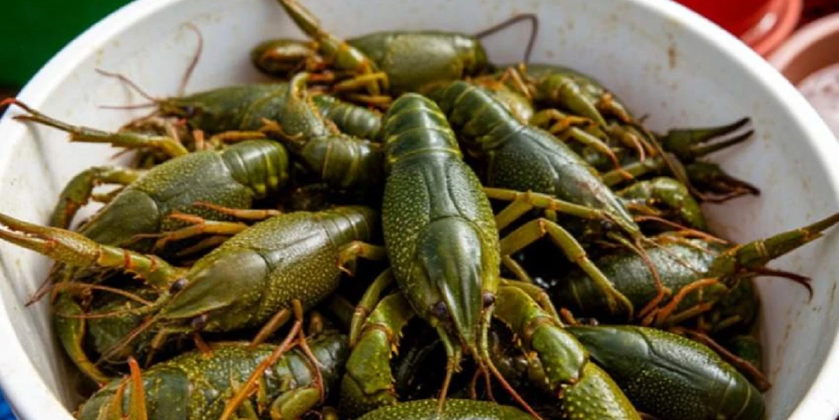 🦞Штраф за незаконный вылов раков в России вырос в 15 раз