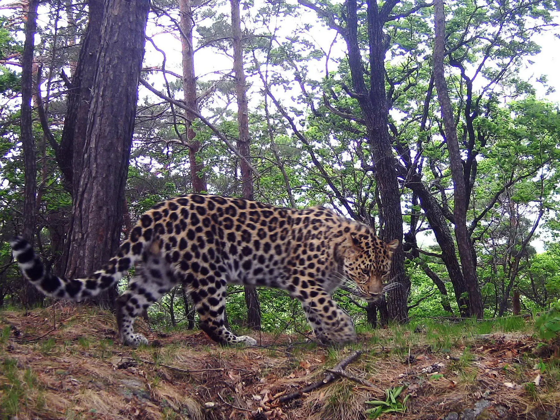 223 дальневосточных леопарда! 🐆