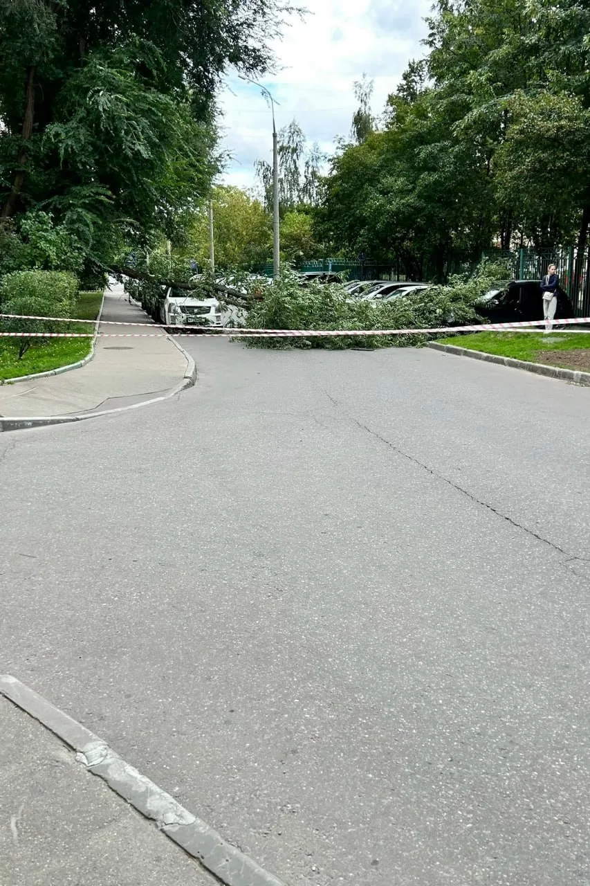 Вчера у Старокочаловской, 3, ветер повалил дерево. Надеюсь, серьёзных повреждений у маш...