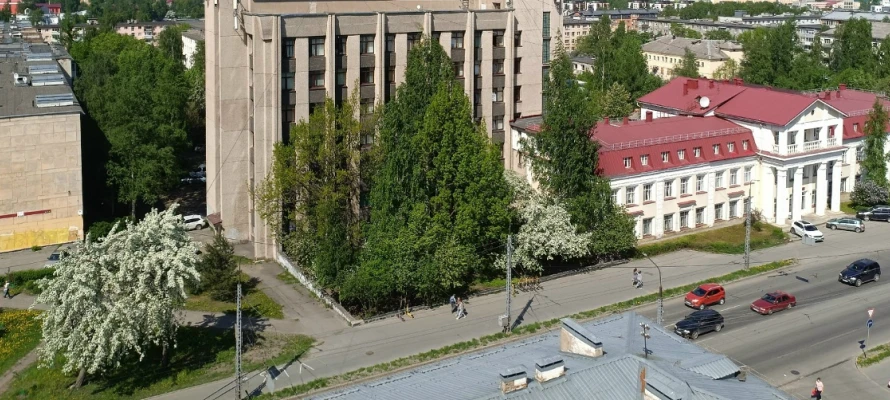 Две уссурийские груши расцвели на проспекте Невского в Петрозаводске  Деревья-памятники когда-то спа