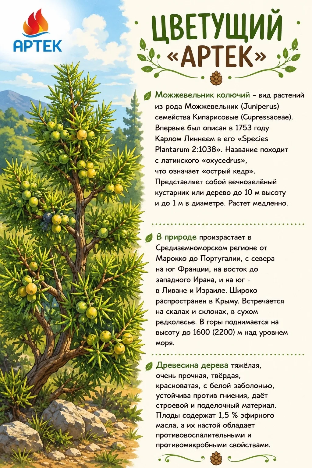 ЦВЕТУЩИЙ «АРТЕК»